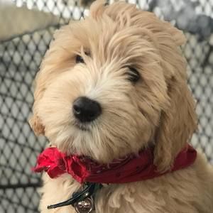 Meet your Posher, Tanya